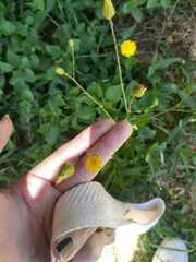 Hypochaeris chillensis