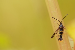 Synanthedon