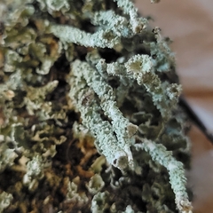 Cladonia verruculosa