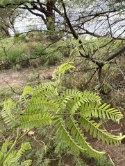 Prosopis pallida