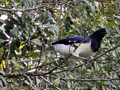 Cyanocorax cristatellus