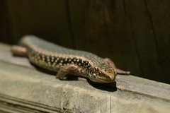 Oligosoma kokowai