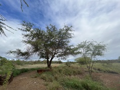 Prosopis pallida