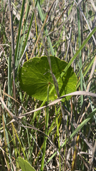 Hydrocotyle bonariensis