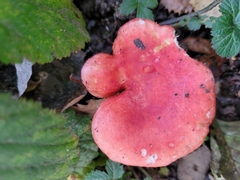 Russula sanguinea