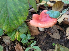 Russula sanguinea