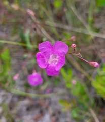 Agalinis filifolia