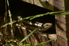 Oligosoma kokowai