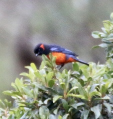 Anisognathus igniventris