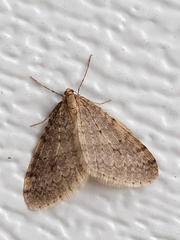 Operophtera bruceata