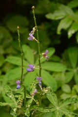 Lupinus