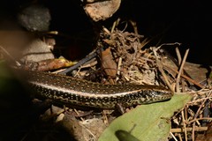 Oligosoma kokowai