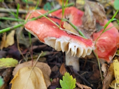 Russula sanguinea