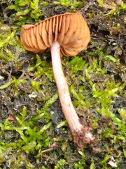 Cortinarius perviolaceus