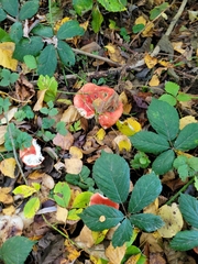 Russula sanguinea