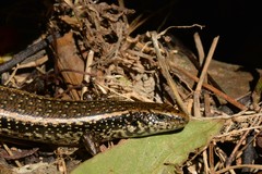 Oligosoma kokowai