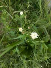 Hypochaeris albiflora