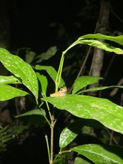 Dendropsophus minutus