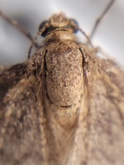 Operophtera bruceata