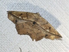 Polyacme dissimilis