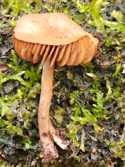 Cortinarius perviolaceus