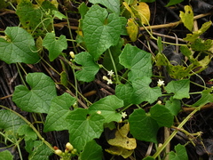 Zehneria scabra