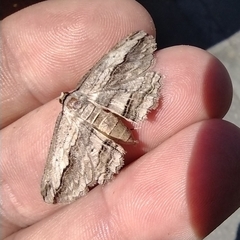 Euphronarcha luxaria