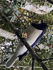 Cyanocorax cristatellus