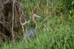 Ardea goliath