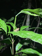 Dendropsophus minutus