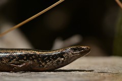 Oligosoma kokowai