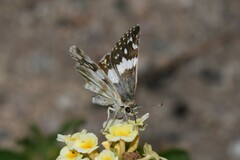 Heliopetes domicella