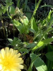 Pyrausta subsequalis