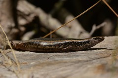 Oligosoma kokowai