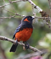 Anisognathus igniventris