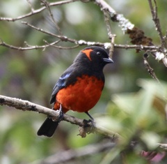 Anisognathus igniventris