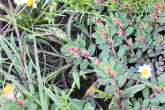Euphorbia indivisa