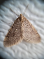Operophtera bruceata