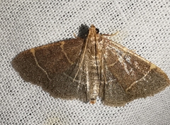 Hypsopygia glaucinalis