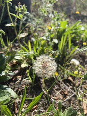 Taraxacum erythrospermum