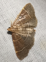 Hypsopygia glaucinalis