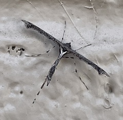 Anstenoptilia