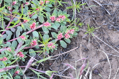 Euphorbia indivisa