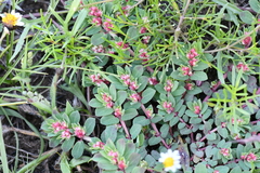Euphorbia indivisa