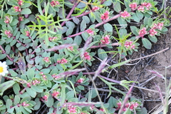 Euphorbia indivisa