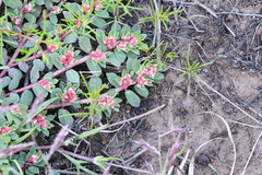 Euphorbia indivisa