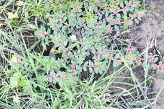 Euphorbia indivisa