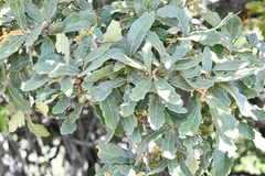 Quercus castanea
