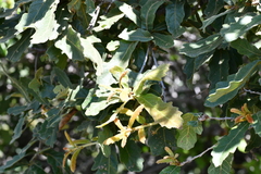 Quercus castanea