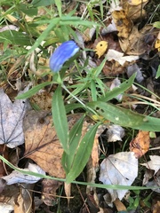 Gentiana saponaria